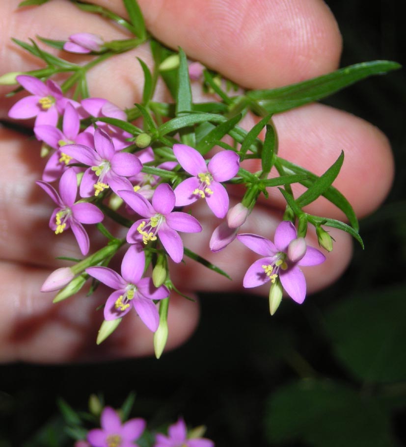 nel bosco - Centaurium erythraea